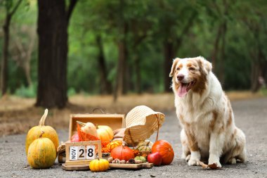 Tatlı Avustralya çoban köpeği, balkabağı ve takvim açık havada. Şükran Günü kutlaması