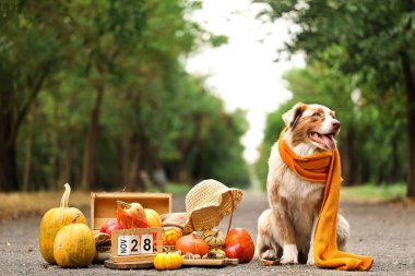 Tatlı Avustralya çoban köpeği, balkabağı ve takvim açık havada. Şükran Günü kutlaması