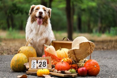 Tatlı Avustralya çoban köpeği, balkabağı ve takvim açık havada. Şükran Günü kutlaması