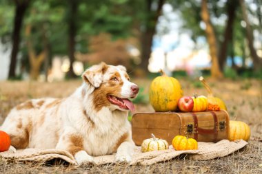 Parkta balkabaklarıyla battaniyeye uzanmış şirin Avustralya çoban köpeği. Şükran Günü kutlaması
