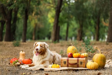 Parkta balkabaklarıyla battaniyeye uzanmış şirin Avustralya çoban köpeği. Şükran Günü kutlaması