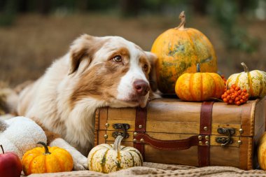 Tatlı Avustralya çoban köpeği, balkabağı ve valiziyle battaniyeye uzanmış. Şükran Günü kutlaması