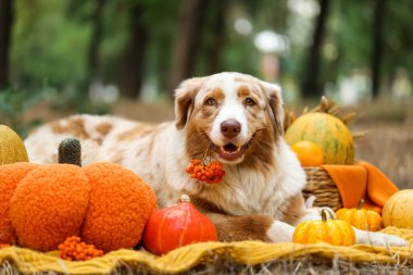 Şirin Avustralyalı çoban köpeği dışarıda balkabaklarıyla battaniyeye uzanıyor. Şükran Günü kutlaması