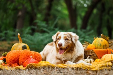 Şirin Avustralyalı çoban köpeği dışarıda balkabaklarıyla battaniyeye uzanıyor. Şükran Günü kutlaması
