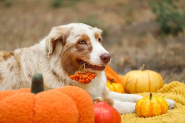 Şirin Avustralyalı çoban köpeği dışarıda balkabaklarıyla battaniyeye uzanıyor. Şükran Günü kutlaması