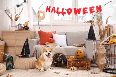 Cadılar Bayramı partisi için dekore edilmiş balkabaklı ve cadı şapkalı şirin Corgi köpeği.