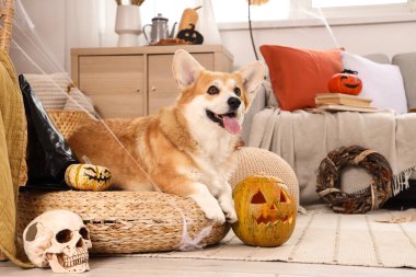 Cadılar Bayramı partisi için dekore edilmiş, balkabaklı şirin Corgi köpeği.