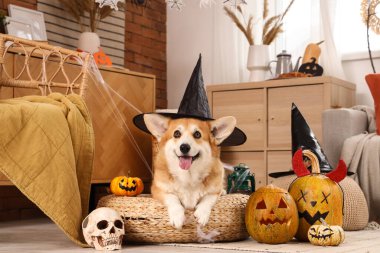 Cadı şapkalı şirin Corgi köpeği. Cadılar Bayramı partisi için süslenmiş koltuğun üzerinde balkabakları var.