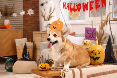 Evde Cadılar Bayramı partisi için süslenmiş bankta oturan balkabaklı şirin Corgi köpeği.