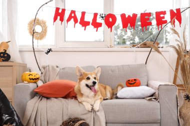 Cadılar Bayramı partisi için dekore edilmiş evdeki kanepede balkabağı olan şeytan boynuzlu şirin Corgi köpeği.