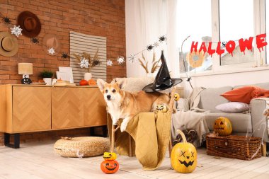 Cadılar Bayramı partisi için dekore edilmiş koltukta duran balkabağı ve cadı şapkalı şirin Corgi köpeği.