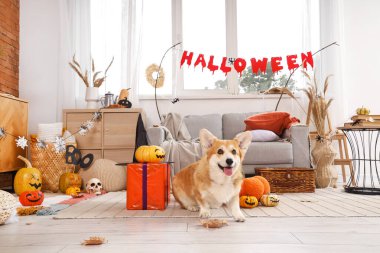 Balkabaklı şirin Corgi köpeği, cadı şapkası ve Cadılar Bayramı partisi için dekore edilmiş hediye kutusu.