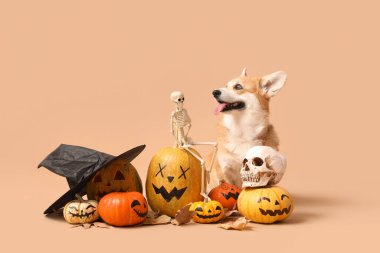 Cadılar Bayramı süslemeleri, cadı şapkası ve sonbahar yaprakları bej arka planda oturan şirin Corgi köpeği.