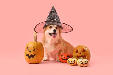 Cadılar Bayramı balkabaklı cadı şapkalı şirin Corgi köpeği pembe arka planda oturuyor.