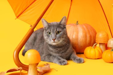 Sarı arka planda balkabağı ve şemsiyesi olan sevimli bir kedi, yakın plan. Şükran Günü kutlaması