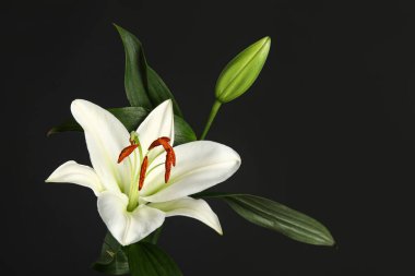 Koyu arkaplanda güzel beyaz zambak çiçeği