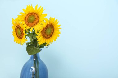 Mavi arka planda güzel ayçiçekleri olan vazo, yakın plan.