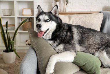 Oturma odasındaki kanepede yatan sevimli Husky köpeği.