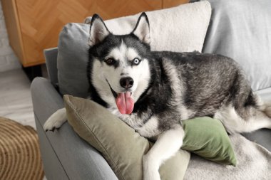 Oturma odasındaki kanepede yatan sevimli Husky köpeği.