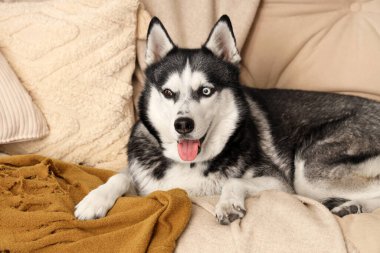 Oturma odasındaki kanepede yatan sevimli Husky köpeği.