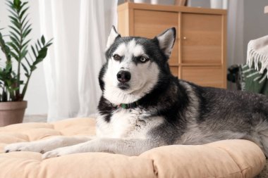 Oturma odasındaki evcil hayvan yatağında yatan sevimli Husky köpeği.