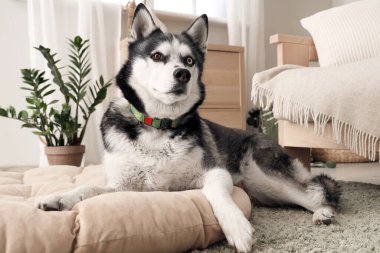 Oturma odasındaki evcil hayvan yatağında yatan sevimli Husky köpeği.