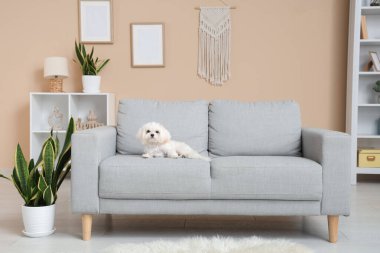 Şık oturma odasındaki kanepede tatlı bir Maltese köpeği.