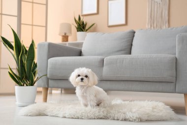 Oturma odasında halının üzerinde şirin bir Maltese köpeği.
