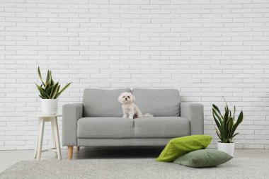 Modern oturma odasındaki kanepede şirin bir Maltese köpeği.