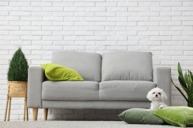Oturma odasında yumuşak yastıklı şirin Maltese köpeği.