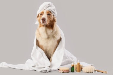 Kozmetik ürünleri ve gri arka planda duş sonrası masaj fırçaları olan şirin Avustralya çoban köpeği.
