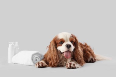 Yakışıklı süvari Kral Charles kozmetik ürünleri ve gri arka planda uzanan havluyla