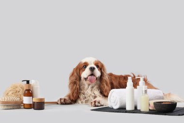 Yakışıklı süvari Kral Charles kozmetik ürünleri, masaj fırçaları ve gri arka planda duran süngerle birlikte.