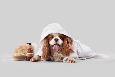 Gri arka planda duran kozmetik ürünleri, süngeri ve masaj fırçasıyla bornozlu yakışıklı Kral Charles Spaniel.