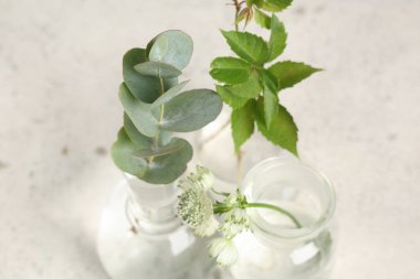 Grunge beyaz arka planda bitki ve şifalı bitkilerle dolu laboratuvar camları.