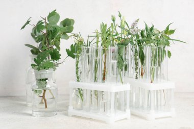 Laboratuvar camları ve test tüpleri. Grunge beyaz arka planda şifalı bitkiler.