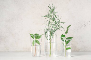 Grunge bej arka planda bitki ve otlarla dolu laboratuvar camları.