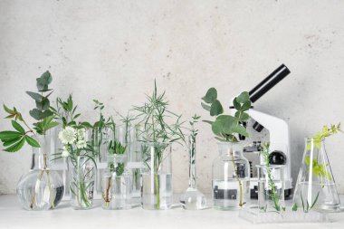 Grunge bej arka planda mikroskop yakınında bitki ve şifalı bitkilerle dolu laboratuvar camları.