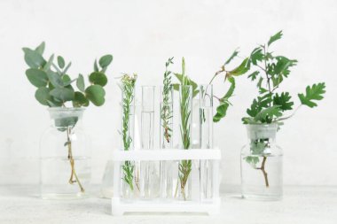 Laboratuvar camları ve test tüpleri. Grunge beyaz arka planda şifalı bitkiler.