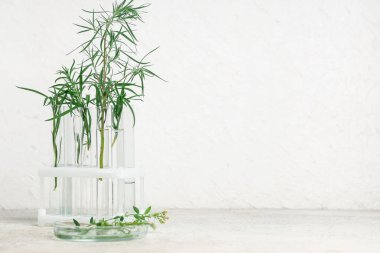 Grunge beyaz arka planda bitkilerle farklı test tüpleri ve Petri kabı