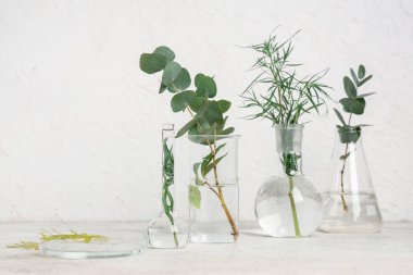 Laboratuvar camları ve bitkileri grunge beyaz arka planda olan Petri kabı.