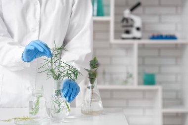 Laboratuvarda bitki ve bitki örnekleriyle çalışan kadın bilim adamı.