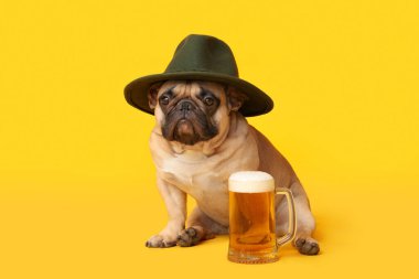 Sarı arka planda oturan şapkalı şirin Fransız bulldog 'u. Ekim Festivali Kutlaması