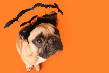 Cadılar Bayramı saç bandında turuncu arka planda oturan sevimli Fransız bulldog.