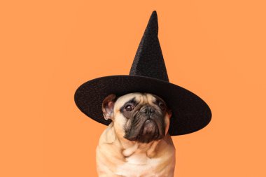 Turuncu arka planda cadılar bayramı cadı şapkalı şirin Fransız bulldog 'u.