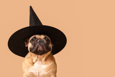 Cadılar Bayramı 'nda arkaplanda şirin bir Fransız bulldog' u.