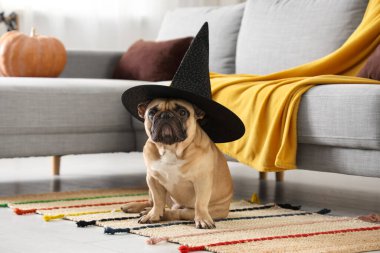 Cadı şapkalı şirin Fransız bulldog Cadılar Bayramı partisi için dekore edilmiş evde oturuyor.