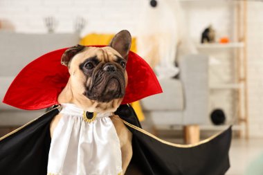 Evde cadılar bayramı partisi için Drakula gibi giyinmiş sevimli Fransız bulldog.