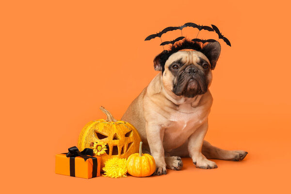 Cute French bulldog in headband with Halloween gift box and pumpkins sitting on orange background