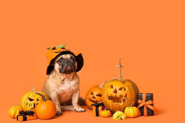 Cute French bulldog in funny hat with Halloween gift boxes and pumpkins sitting on orange background